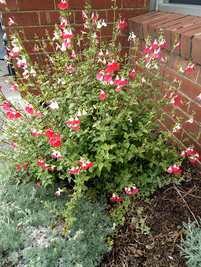 Salvia Gregii ‘Hot Lips’. Photo by Peter Ashton