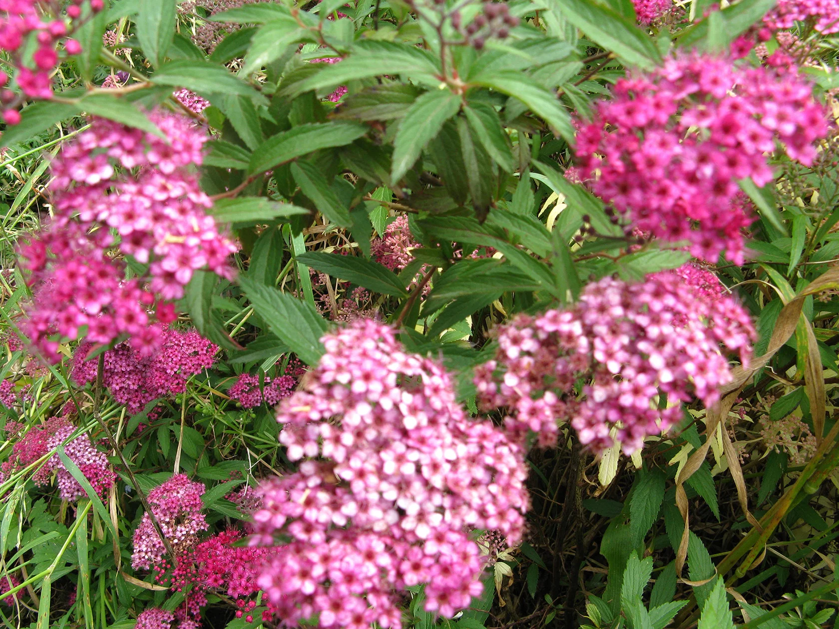The hardy Spiraea x bumalda . Photo supplied