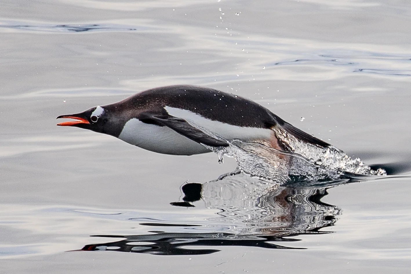 A Gentoo penguin, one of three types of penguin that we saw during the trip, appears to fly above the water.
