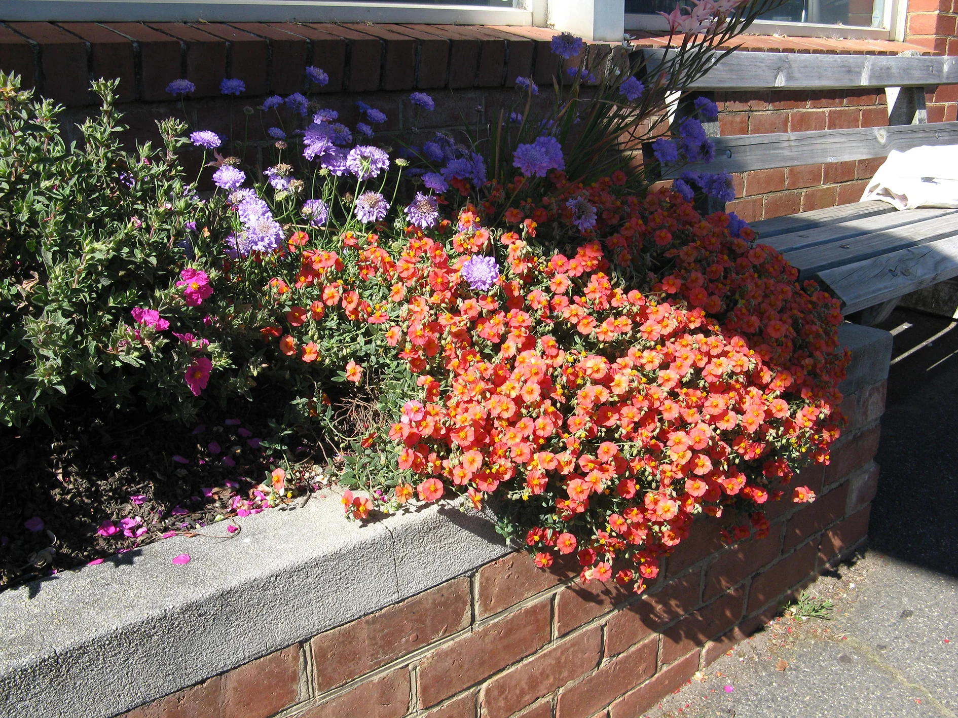 Rock roses and Scabious in the Commonwealth Bank garden on Emu Bay Road. Photo supplied