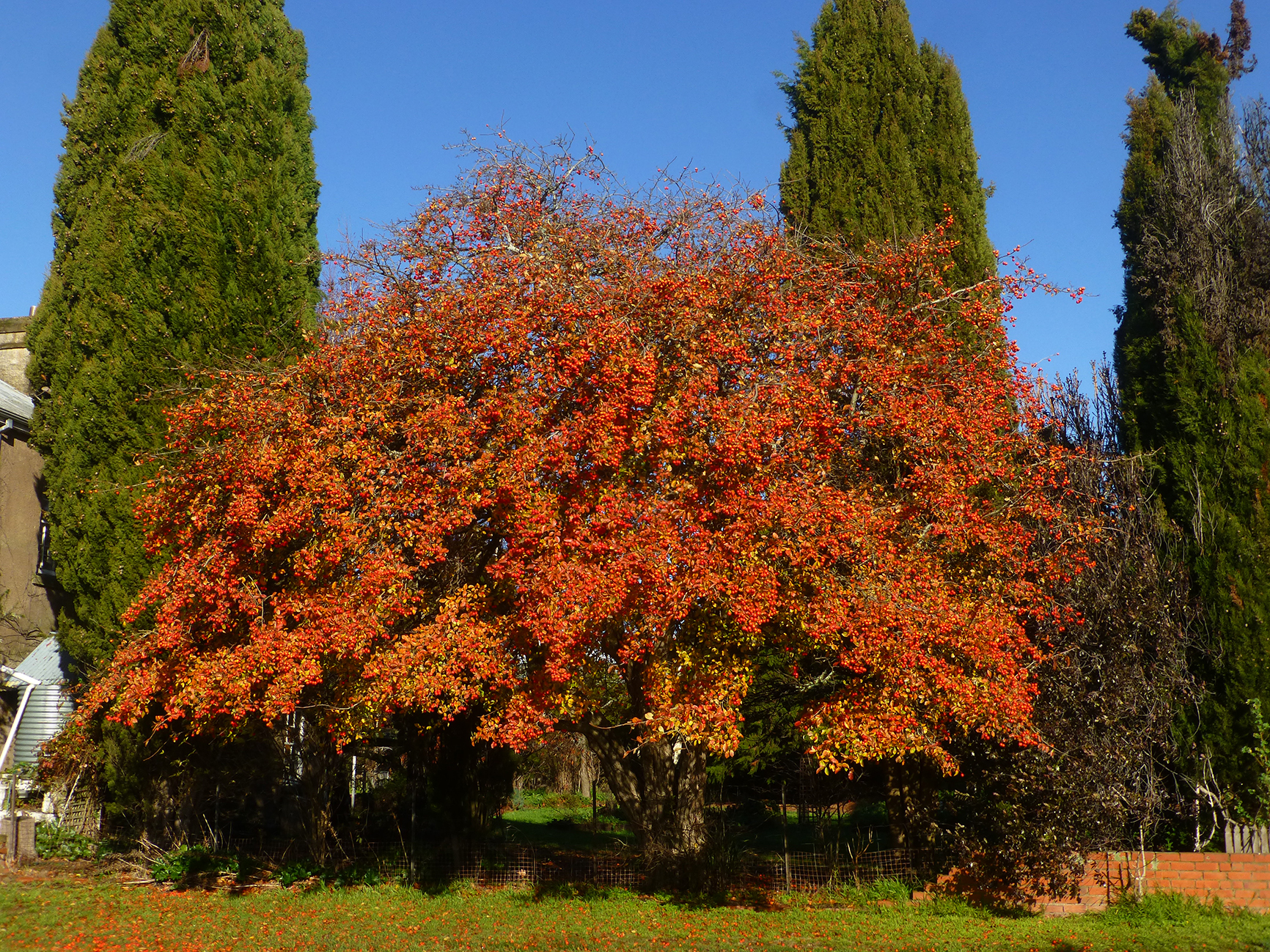 An enormous and ancient crab apple puts on a magnificent display in winter. Photo supplied