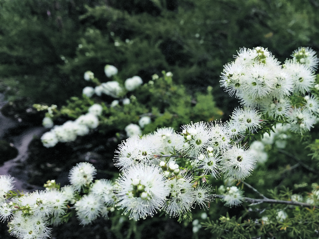 Photo supplied White Kunzea, Kunzea ambigua