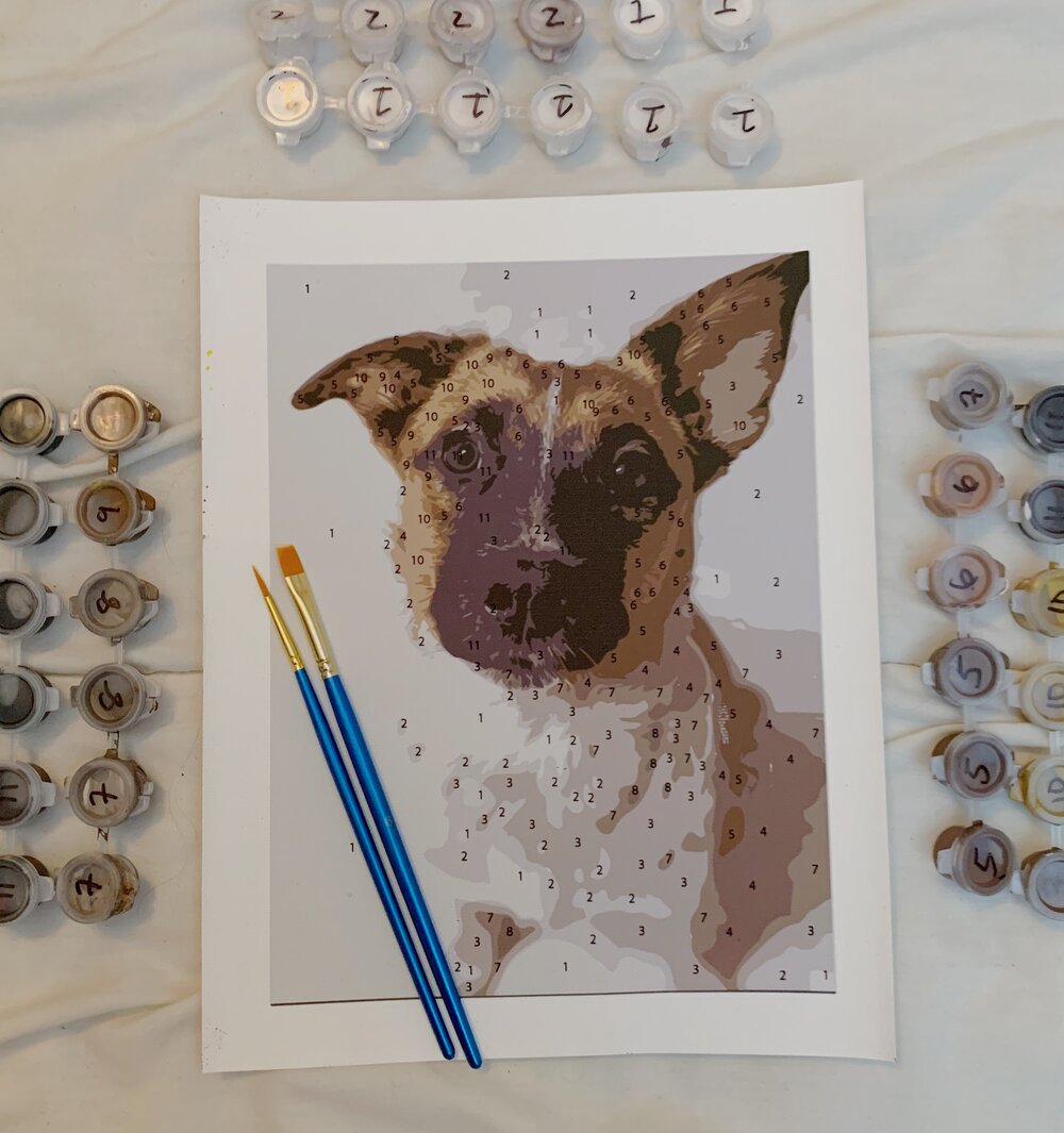 Custom Paint by Numbers Pet Portrait Kit - Basic — Stephanie Henry Art
