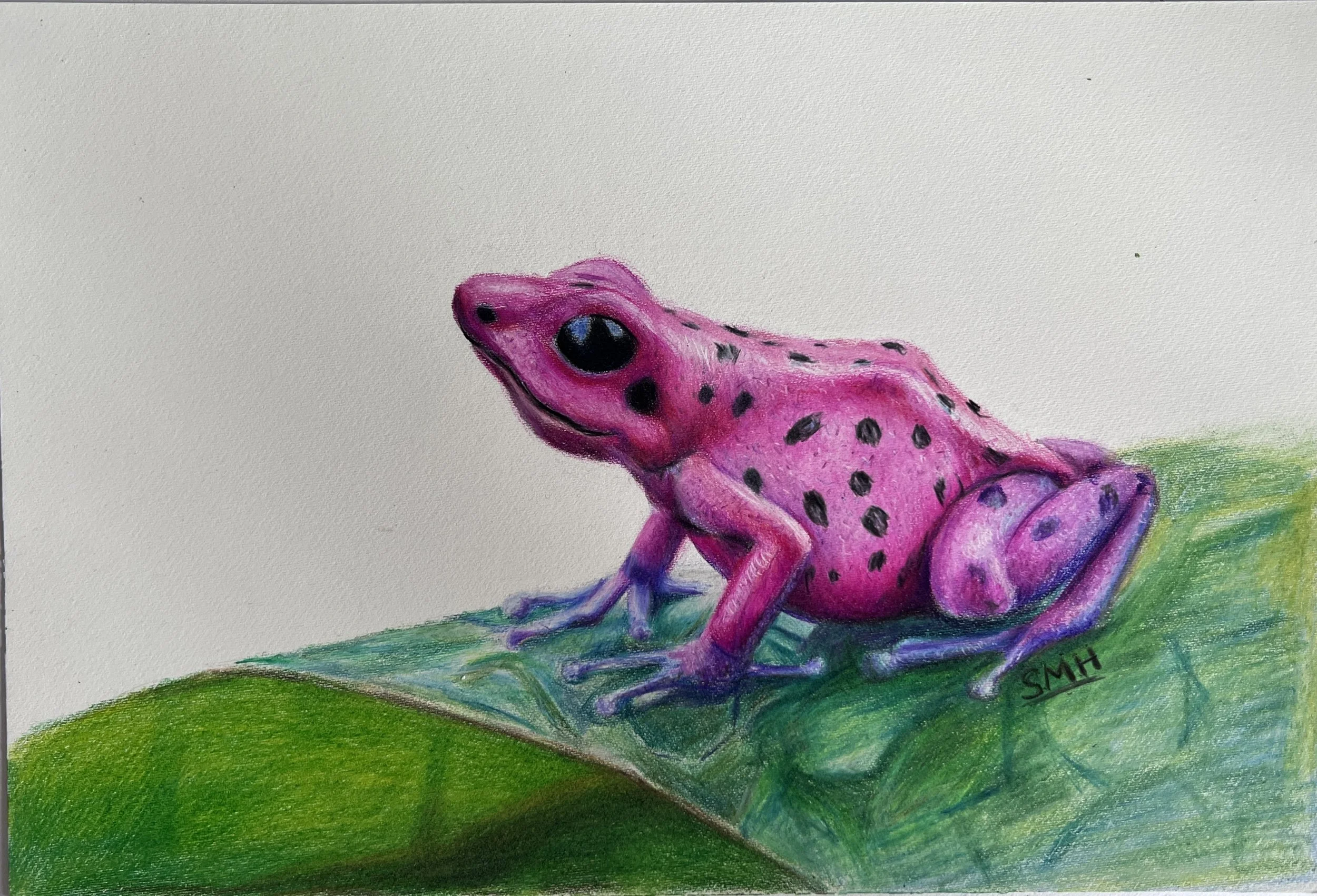Poison Dart Frog Print