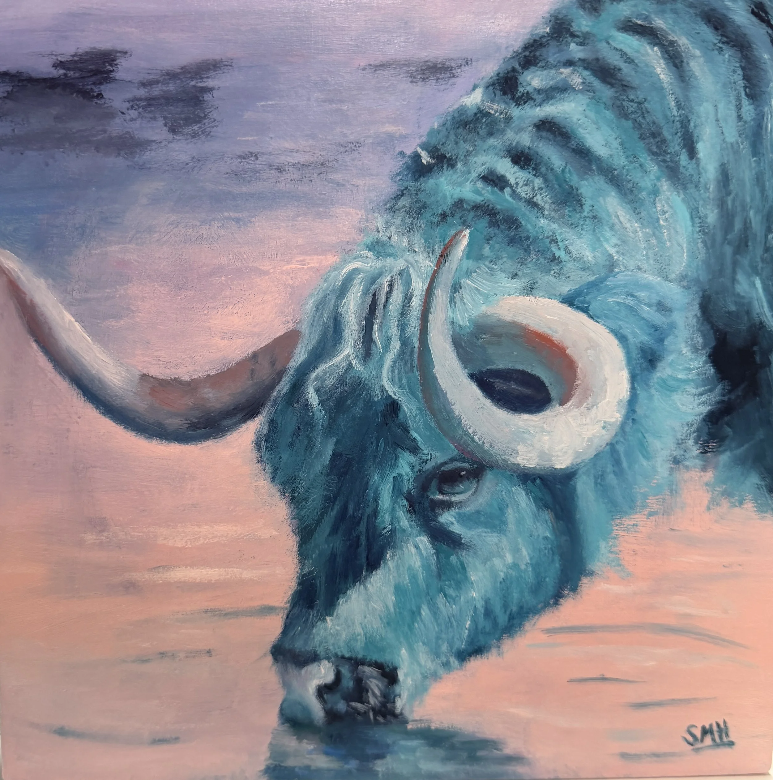 Highland Cow