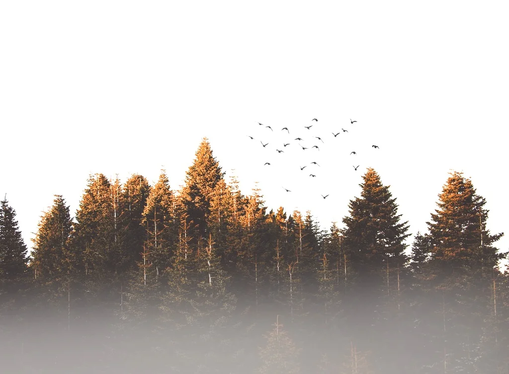 birds-cold-conifer-917494.jpg