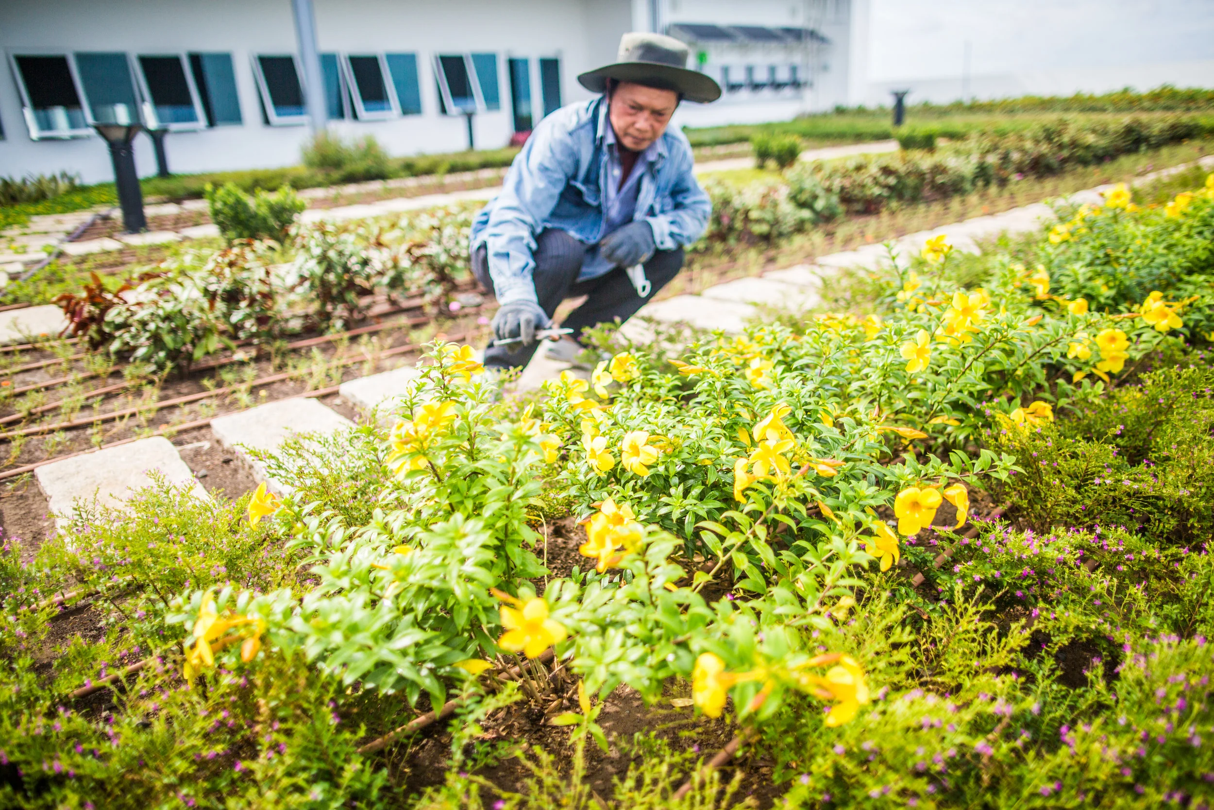 ECOLOGY: 85% of the open space is landscaped (green roof concept ) 100% localized species with low water requirements overall Heat Island effect reduced on roof and hard surfaces Rooftop garden harvest contribute to worker’s meals 100% capture and reuse of stormwater from roofs 27% capture and infiltration at ground-level