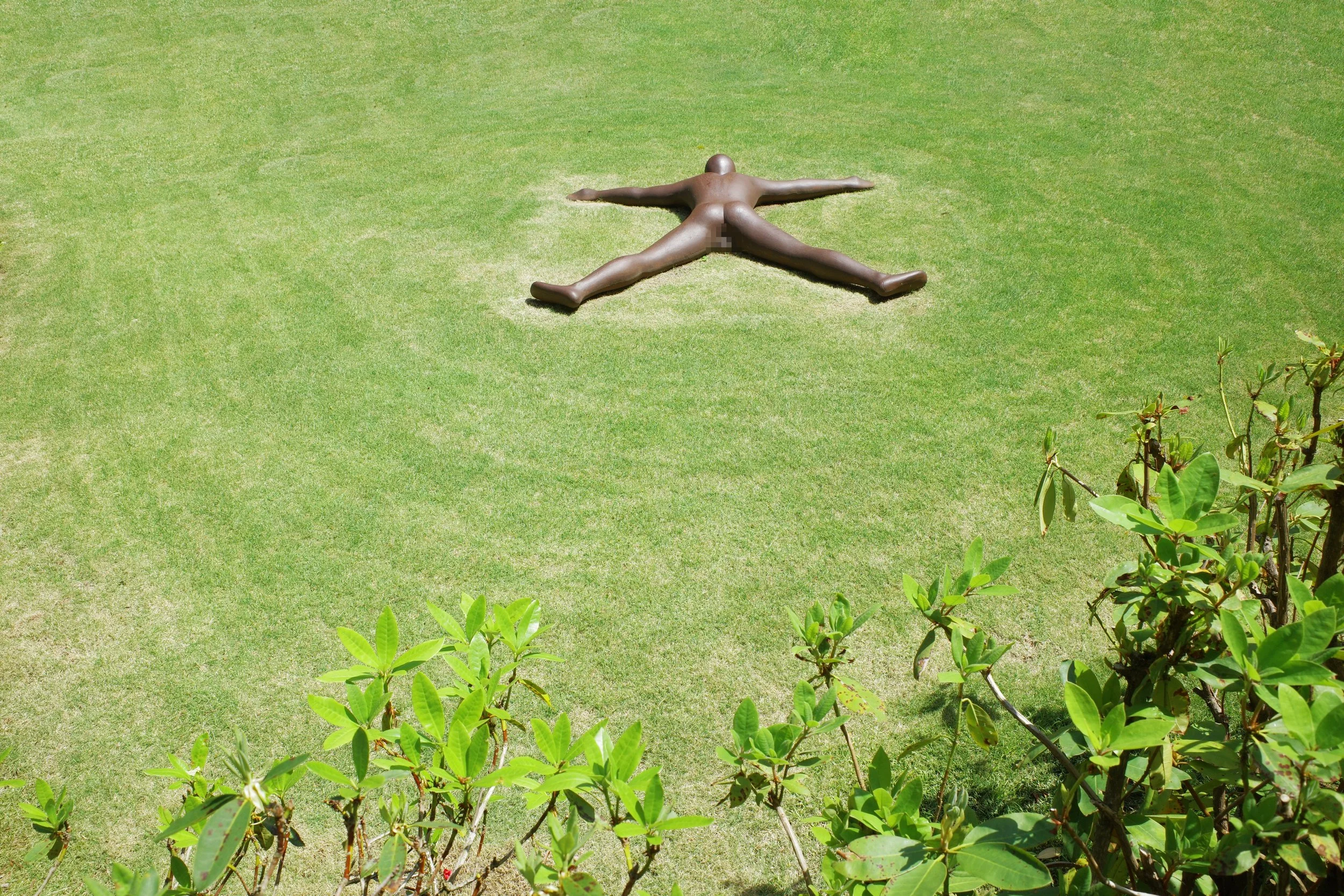 grass assssss.jpeg