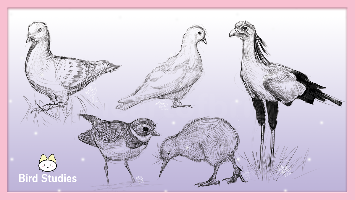 Bird Studies.png