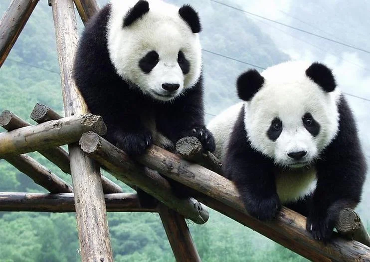 114678_B_Viator_panda-photo_2147284-770tall.jpg
