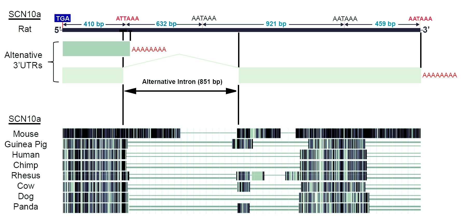 Gene targeting, a new way of pain relief. Nishimura Lab