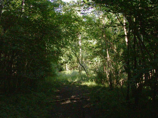 A shade path through trees at Eversden Wood.
