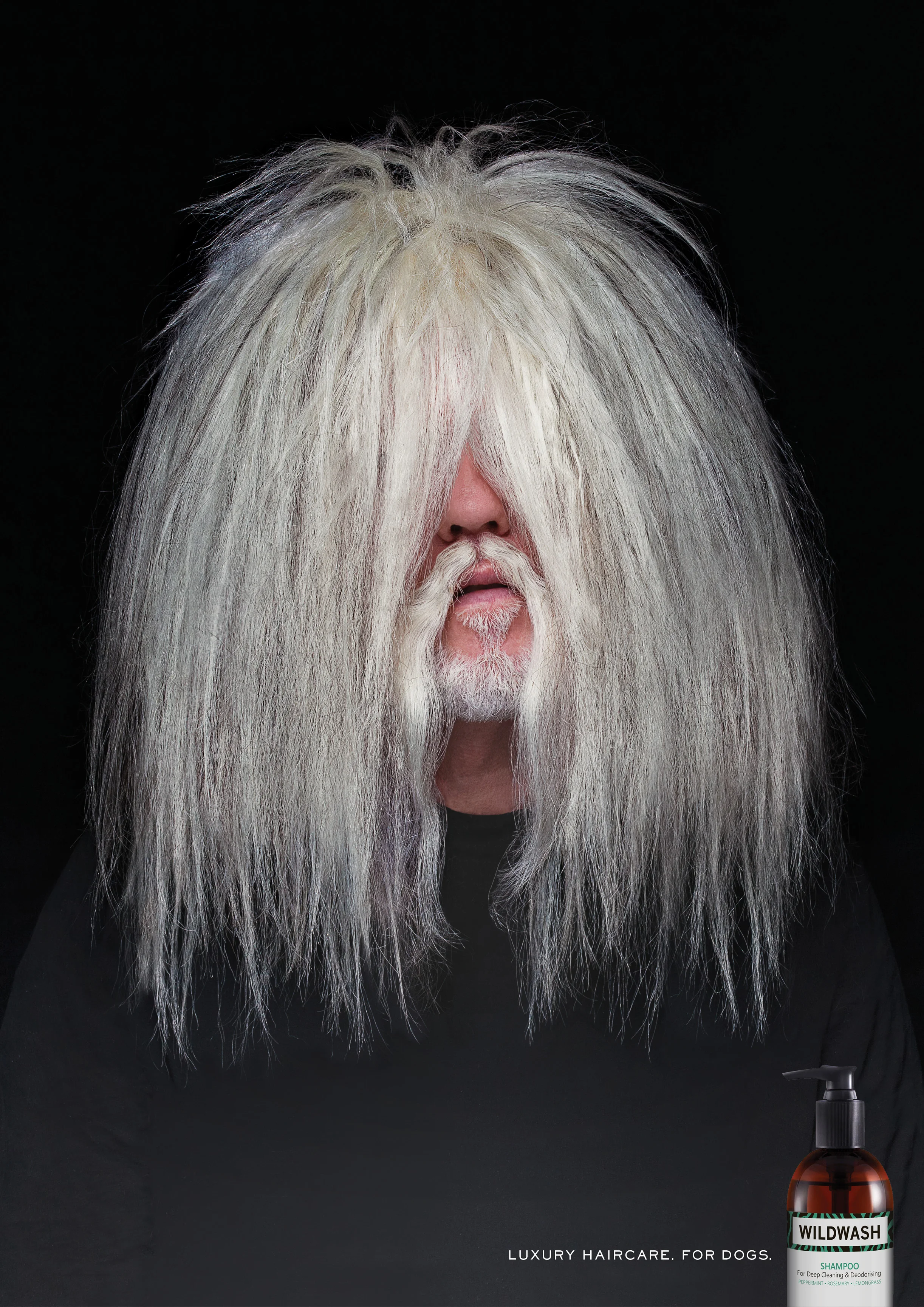 old english sheepdog.jpg