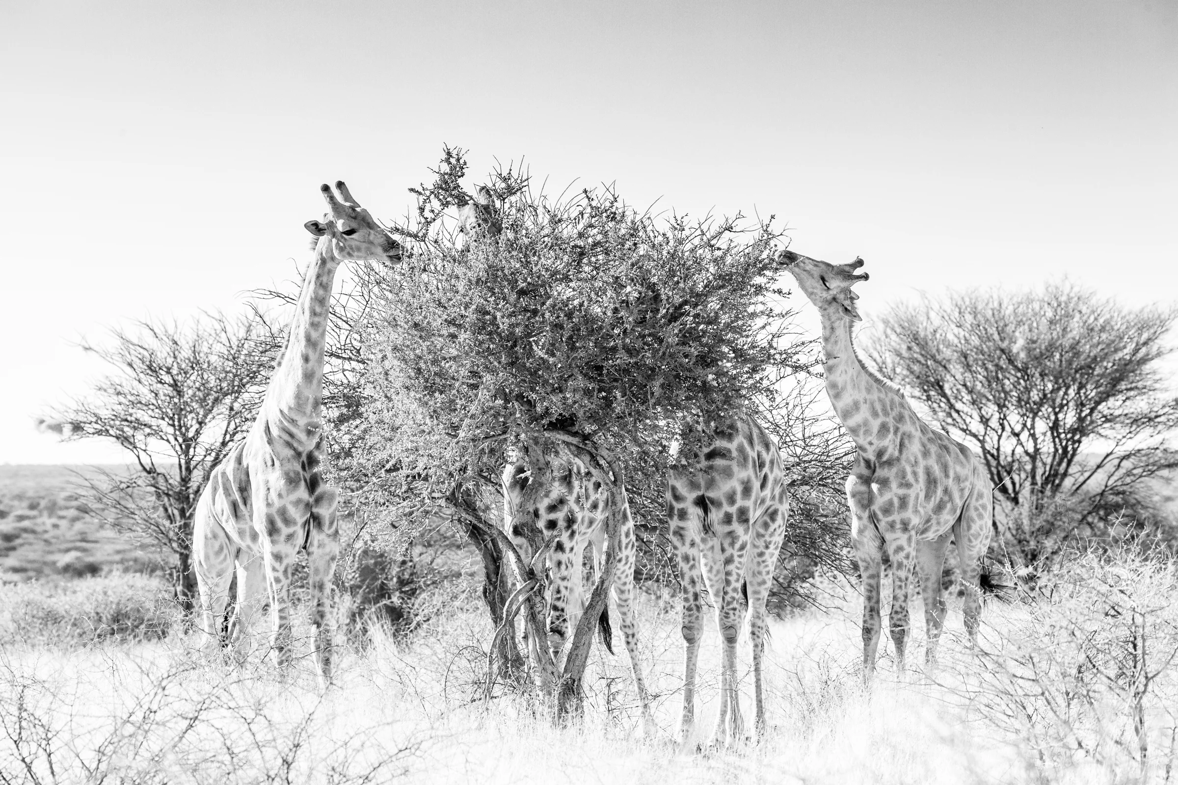 NAMIBIA LOCATION: NAMIBIA