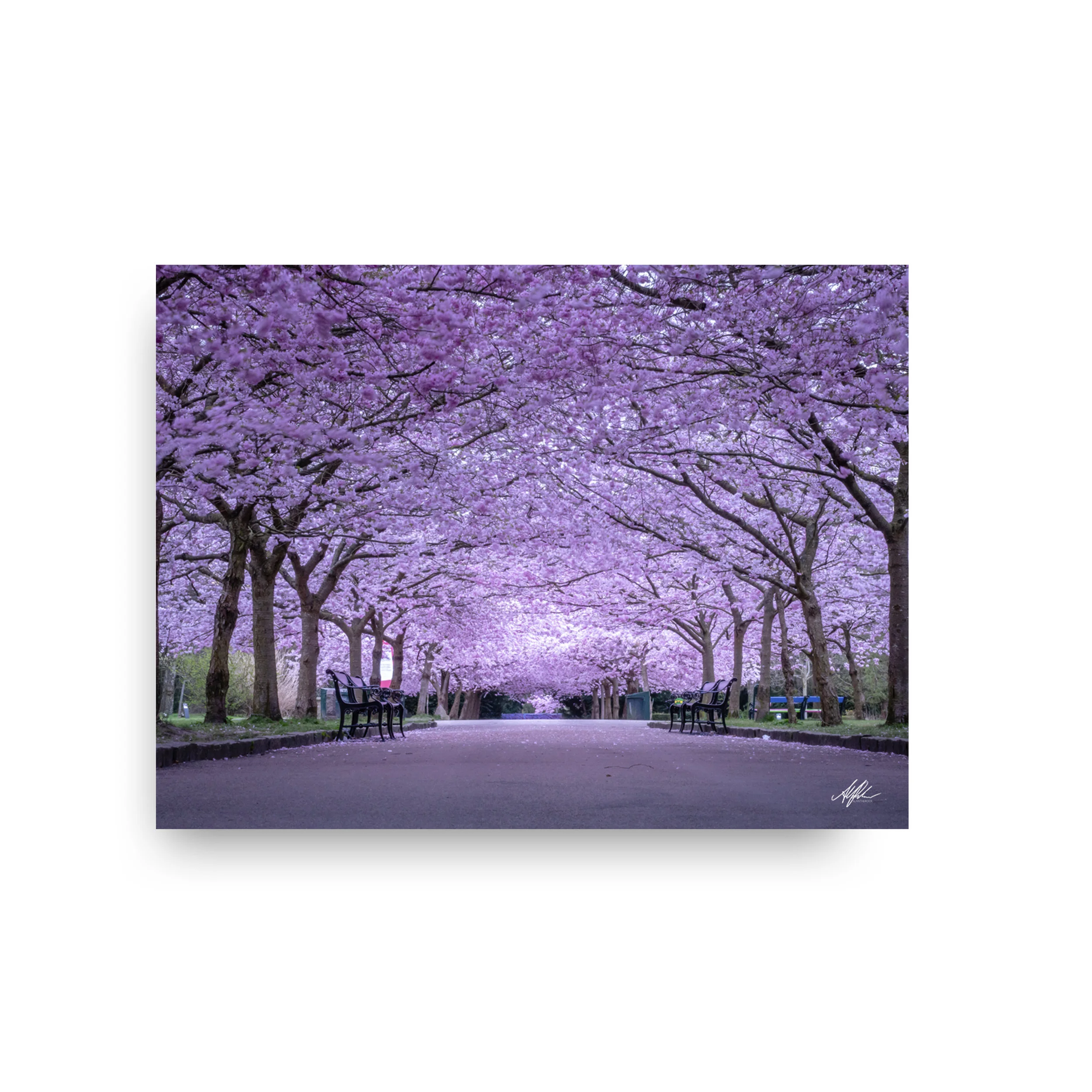 Cherryblossom- Alantherock - noFrame-wb-30x40-wb.jpg