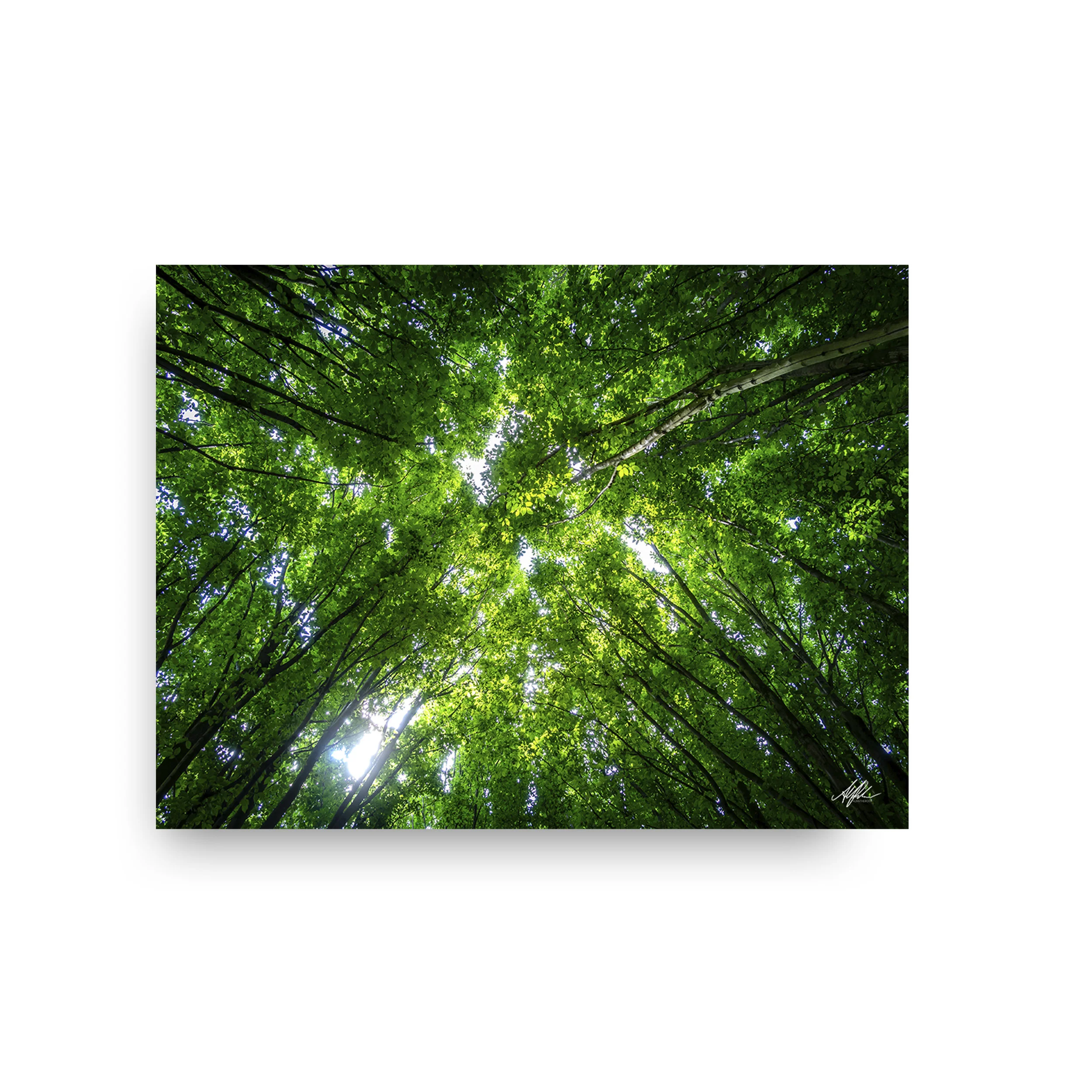 treetops- Alantherock - noFrame-wb-30x40-wb.jpg