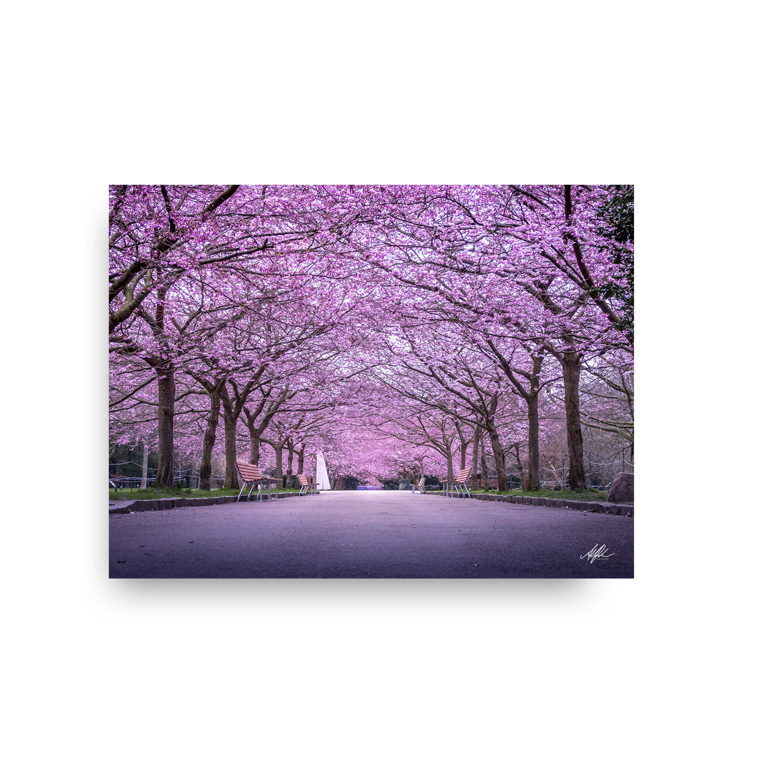 Kirschblüte - Sakura-Saison 2019 - Alantherock