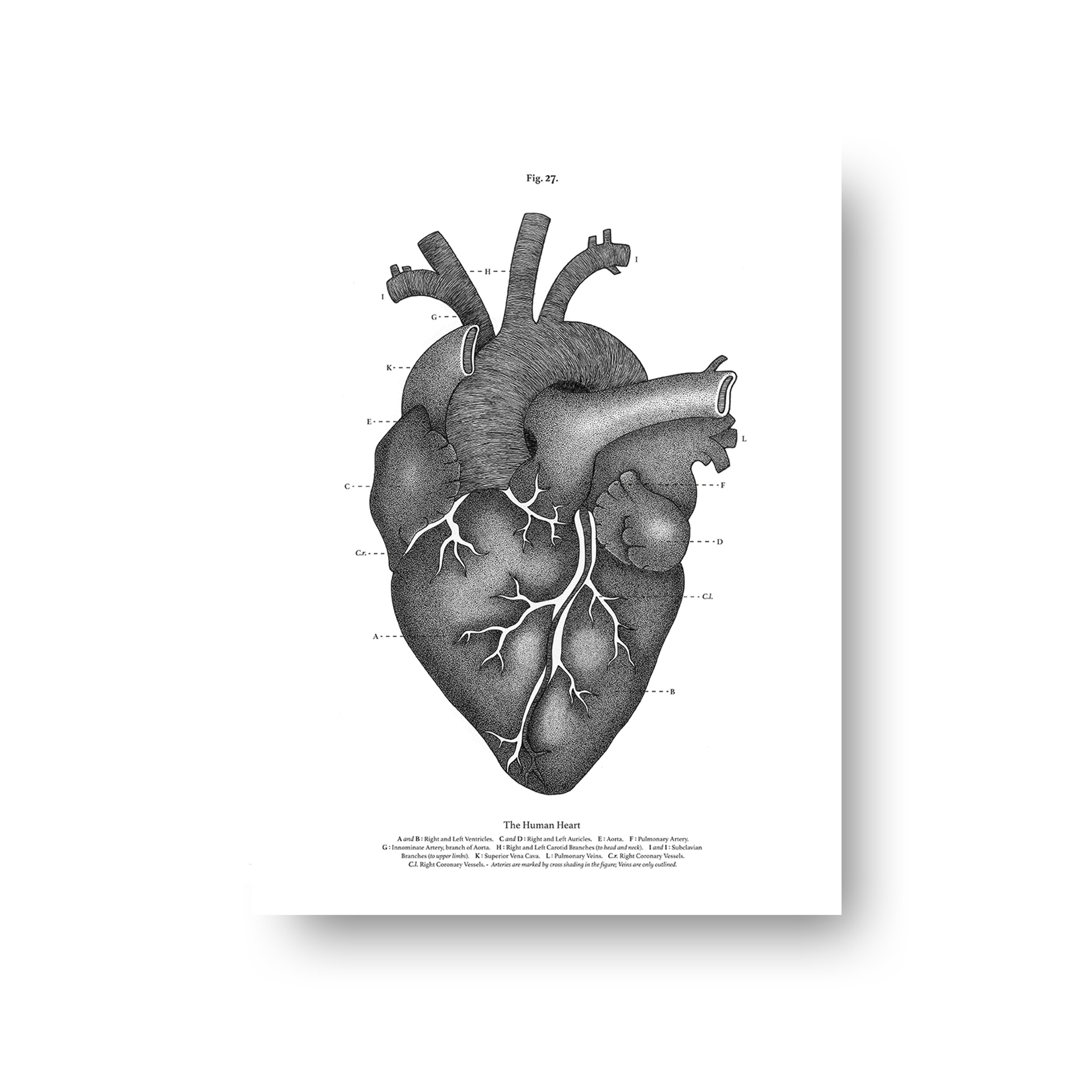 Heart - staycute - noFrame.jpg
