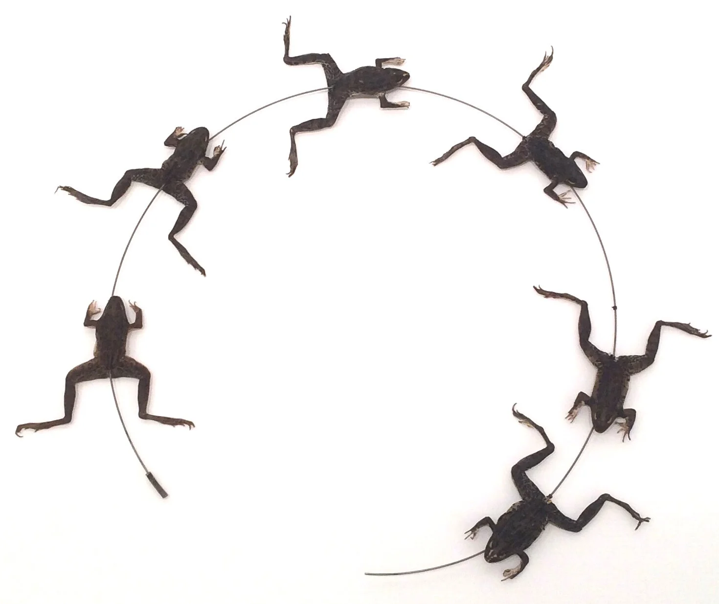 CARDOSO Maria Fernanda