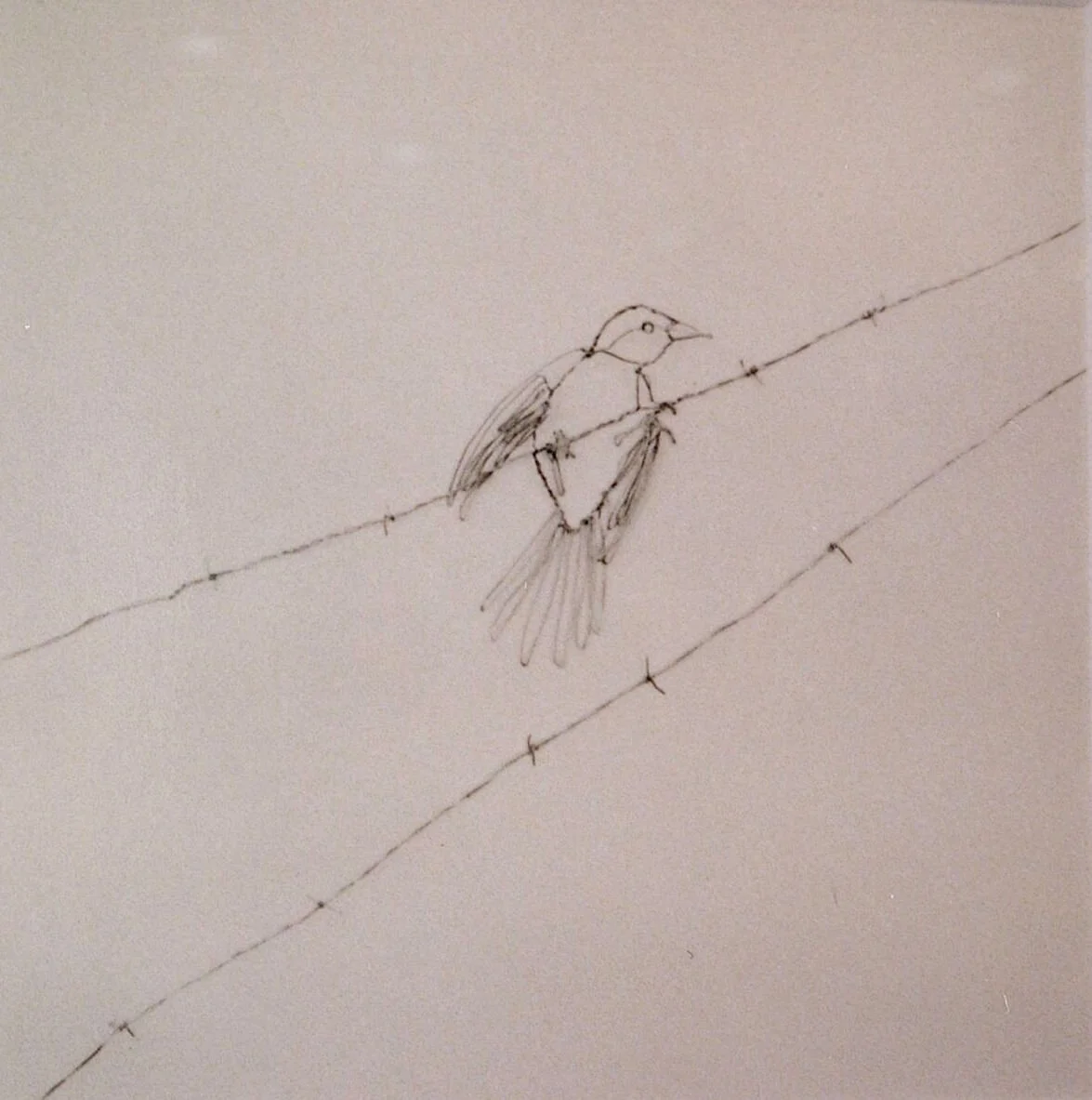 Bird on Barbed Wire (Ed. 4/5), 1995
