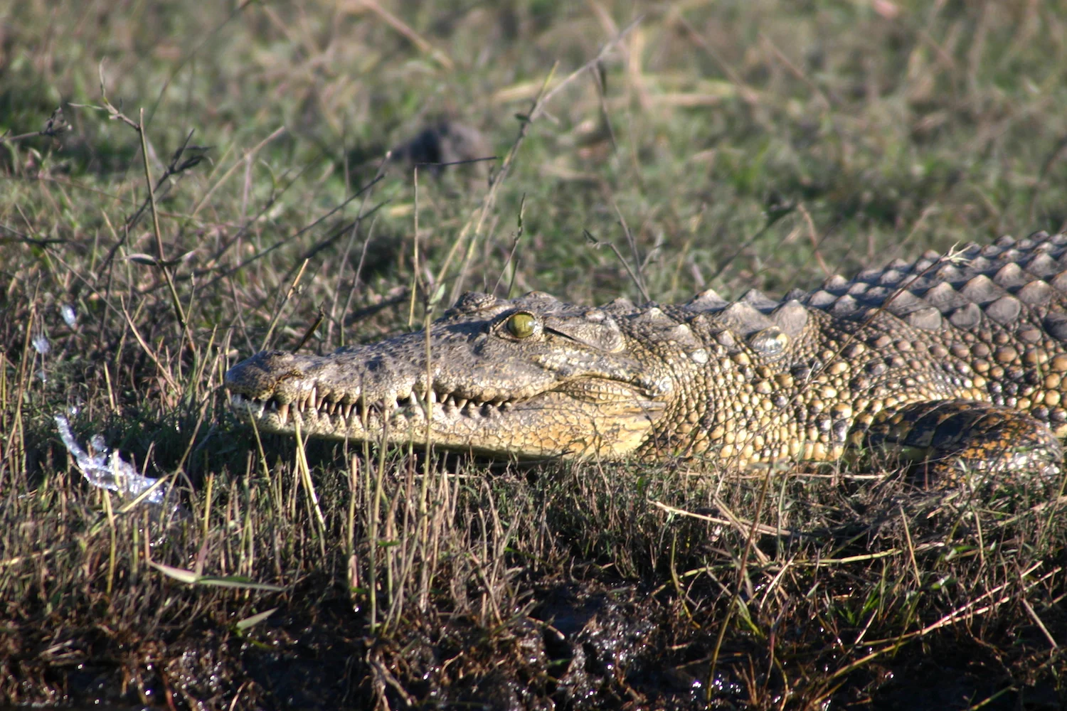 Botswana crocodile