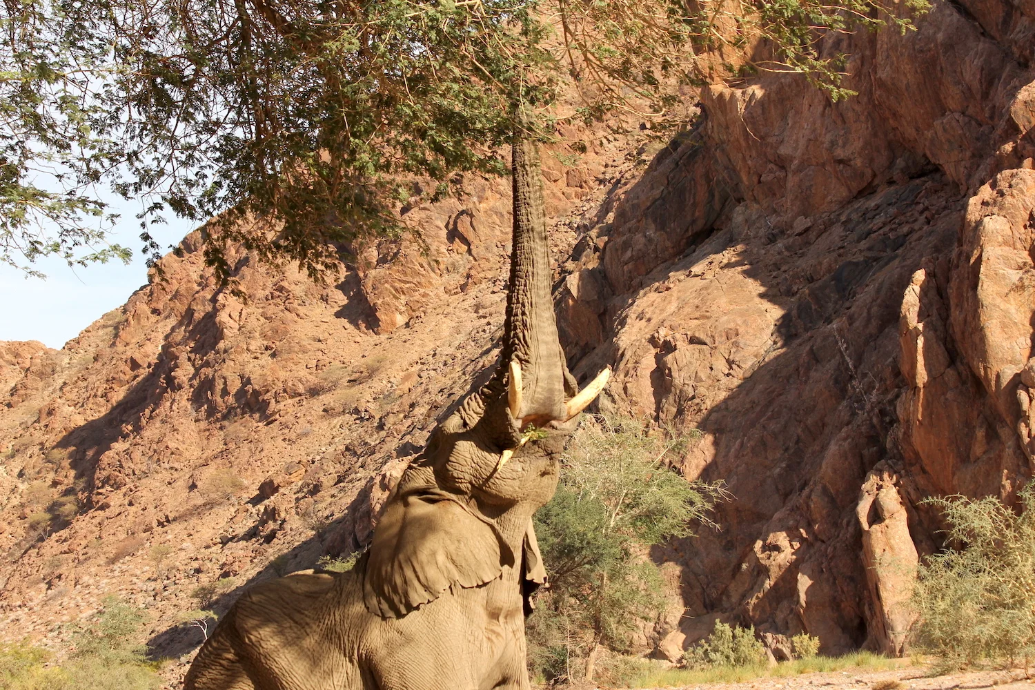 bushlife18-website-namibie00028.JPG