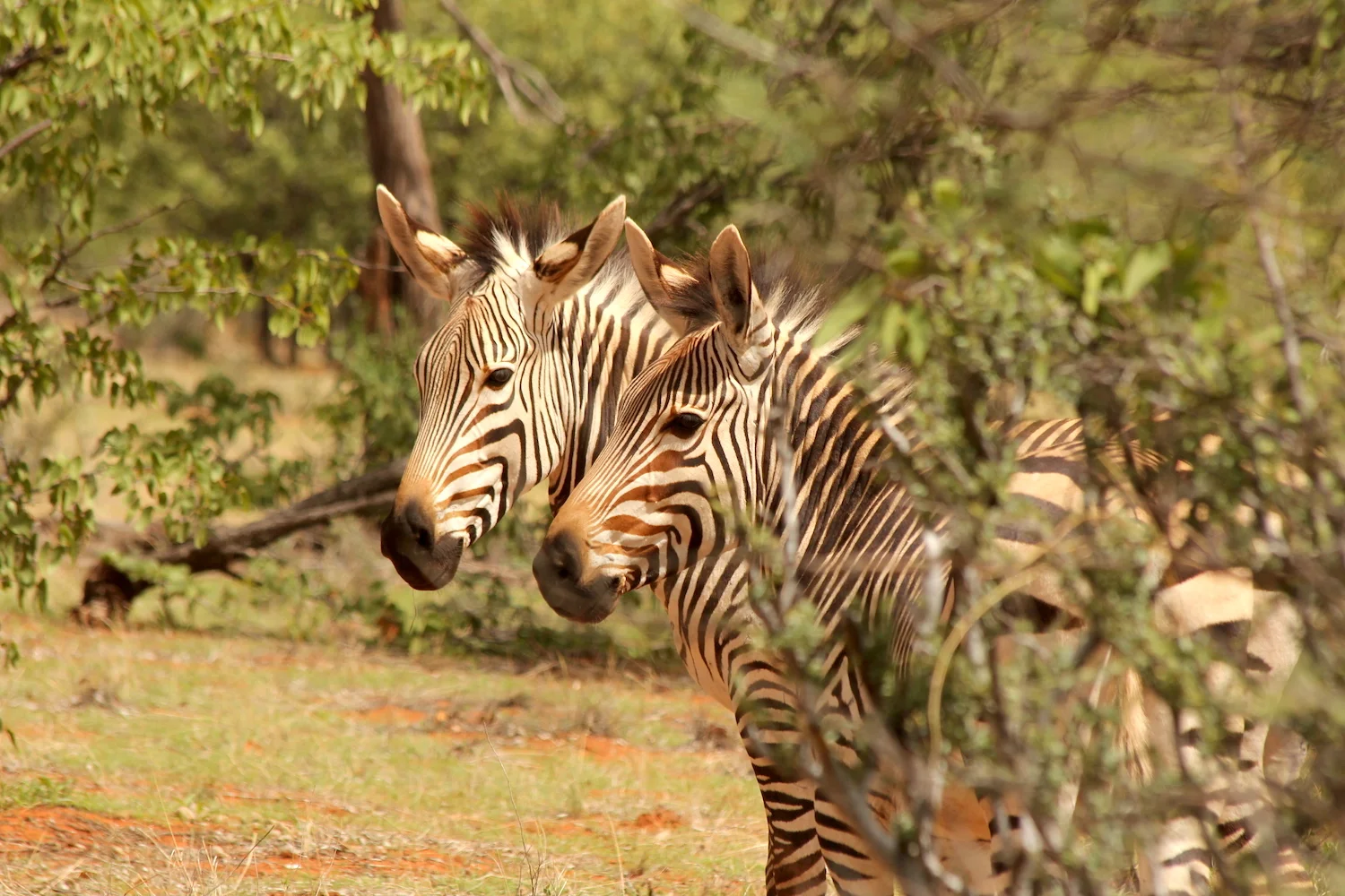 bushlife18-website-namibie00032.JPG