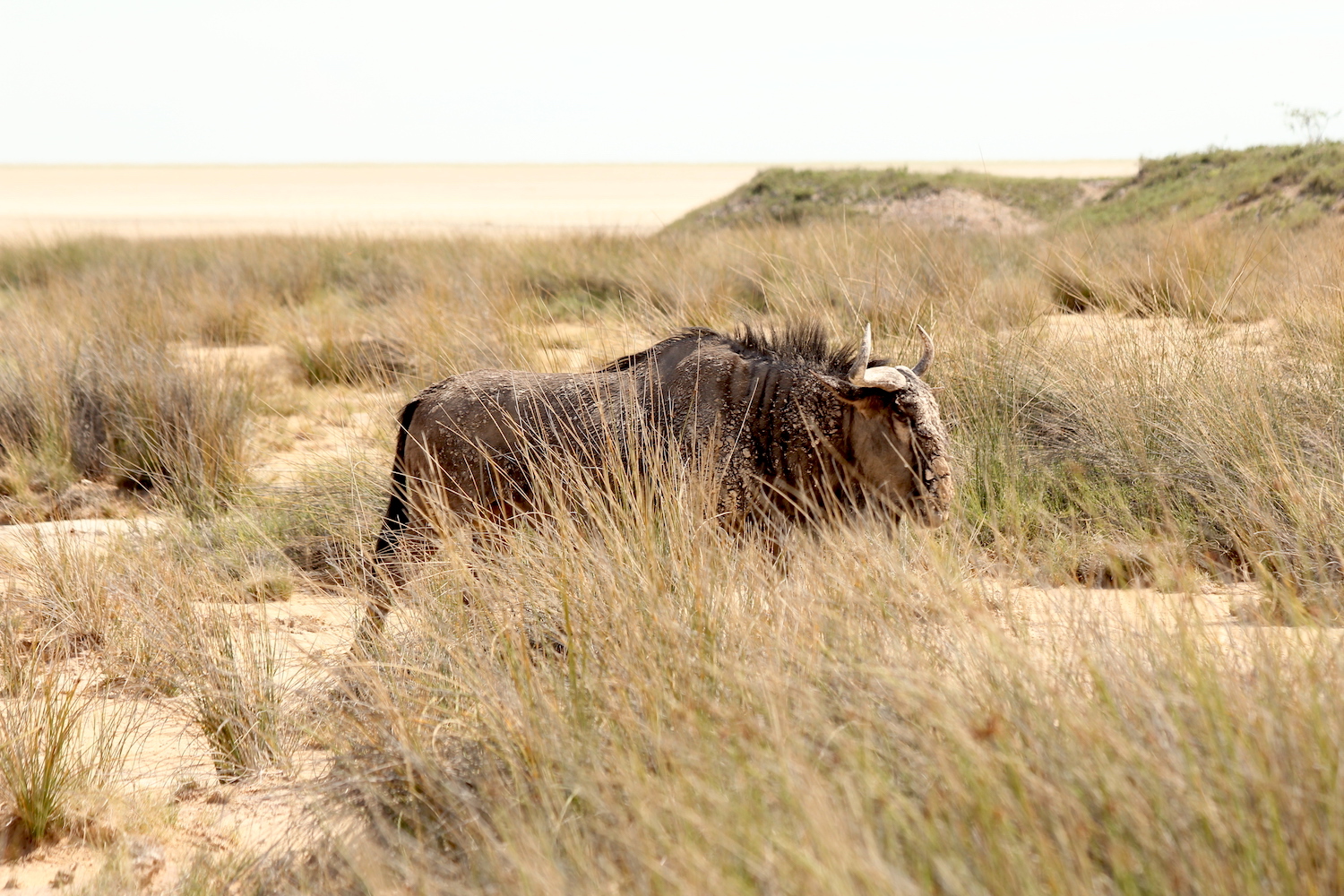 bushlife18-website-namibie00034.JPG