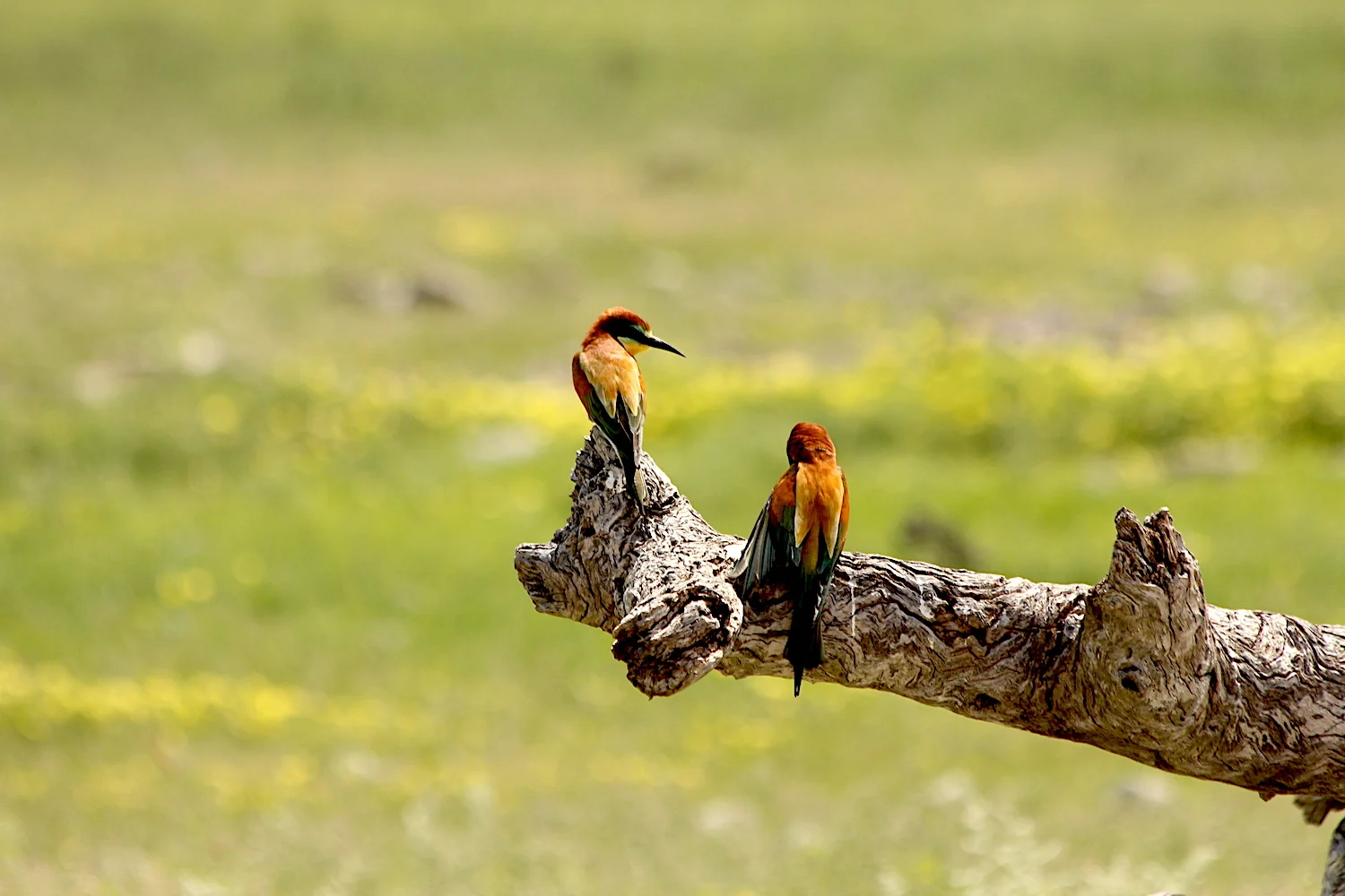 bushlife18-website-namibie00035.JPG