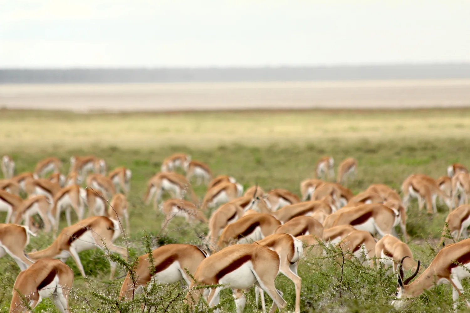 bushlife18-website-namibie00036.JPG