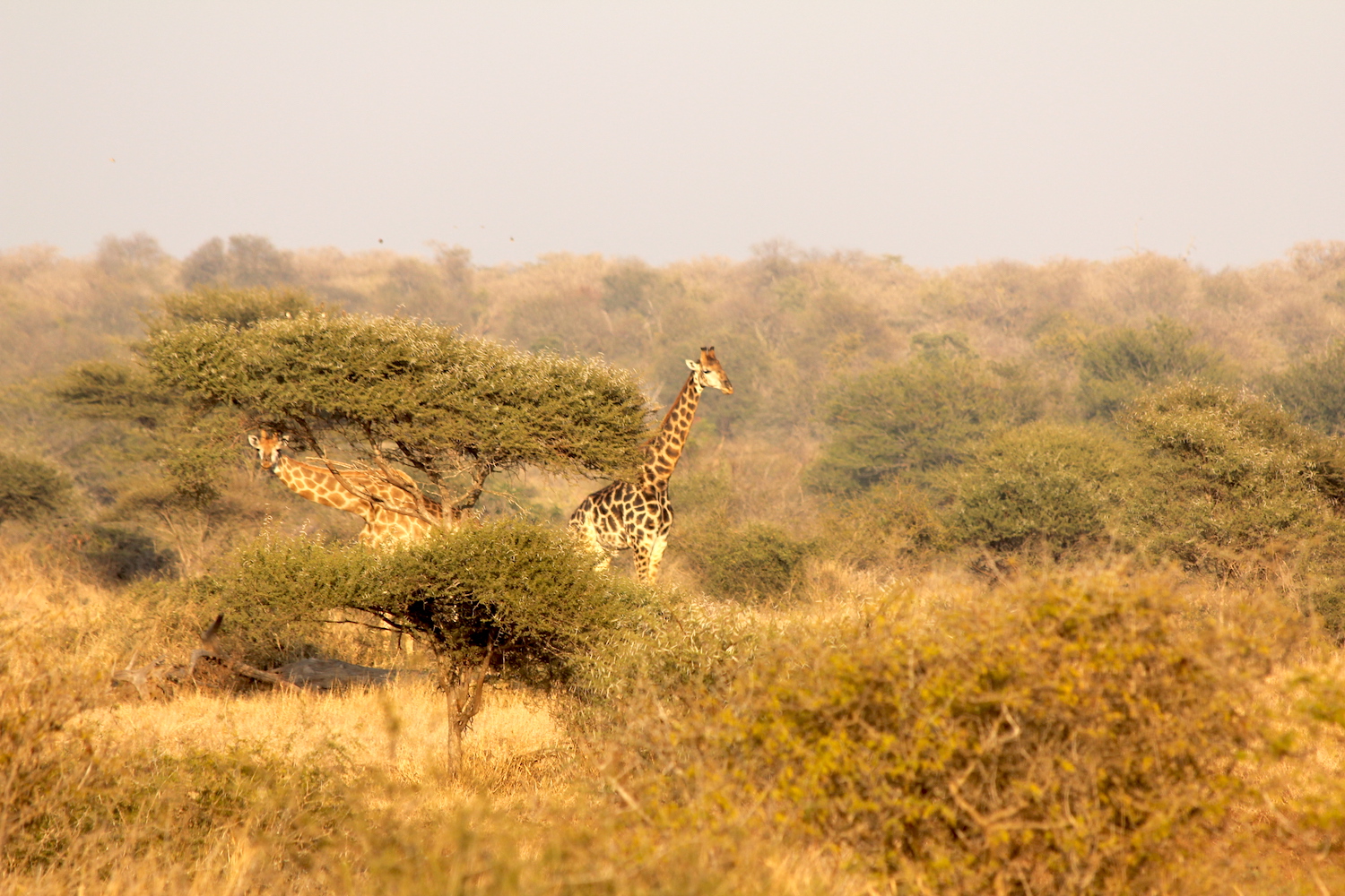 bushlife-website-zuidafrika00005.JPG