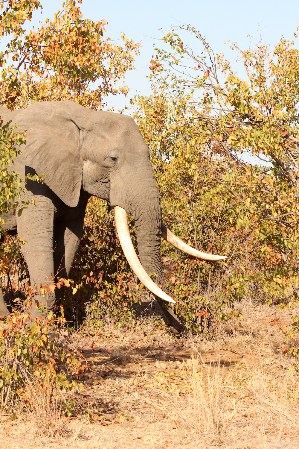 bushlife-website-zuidafrika00020.JPG
