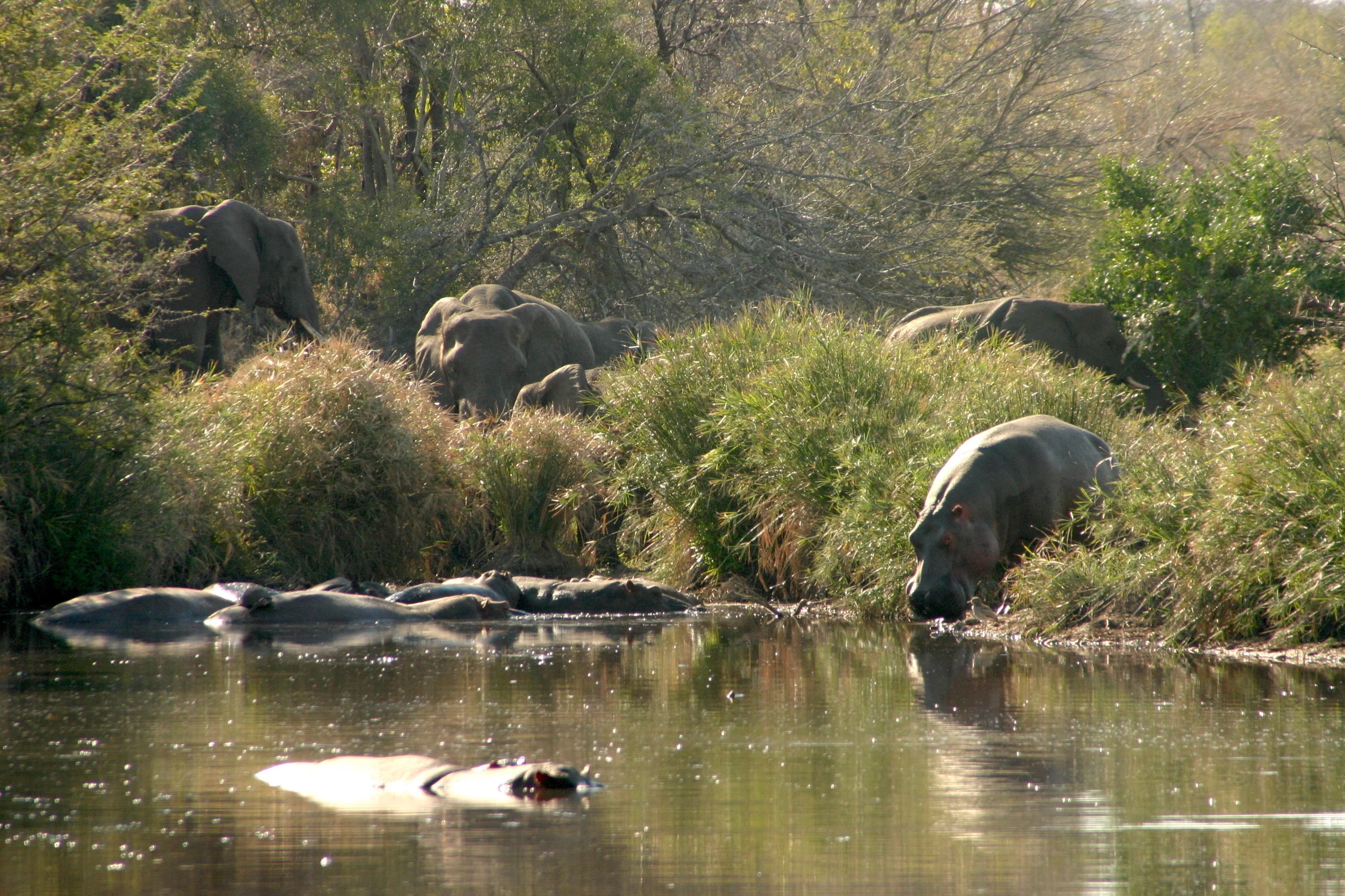 bushlife-website-zuidafrika00037.JPG
