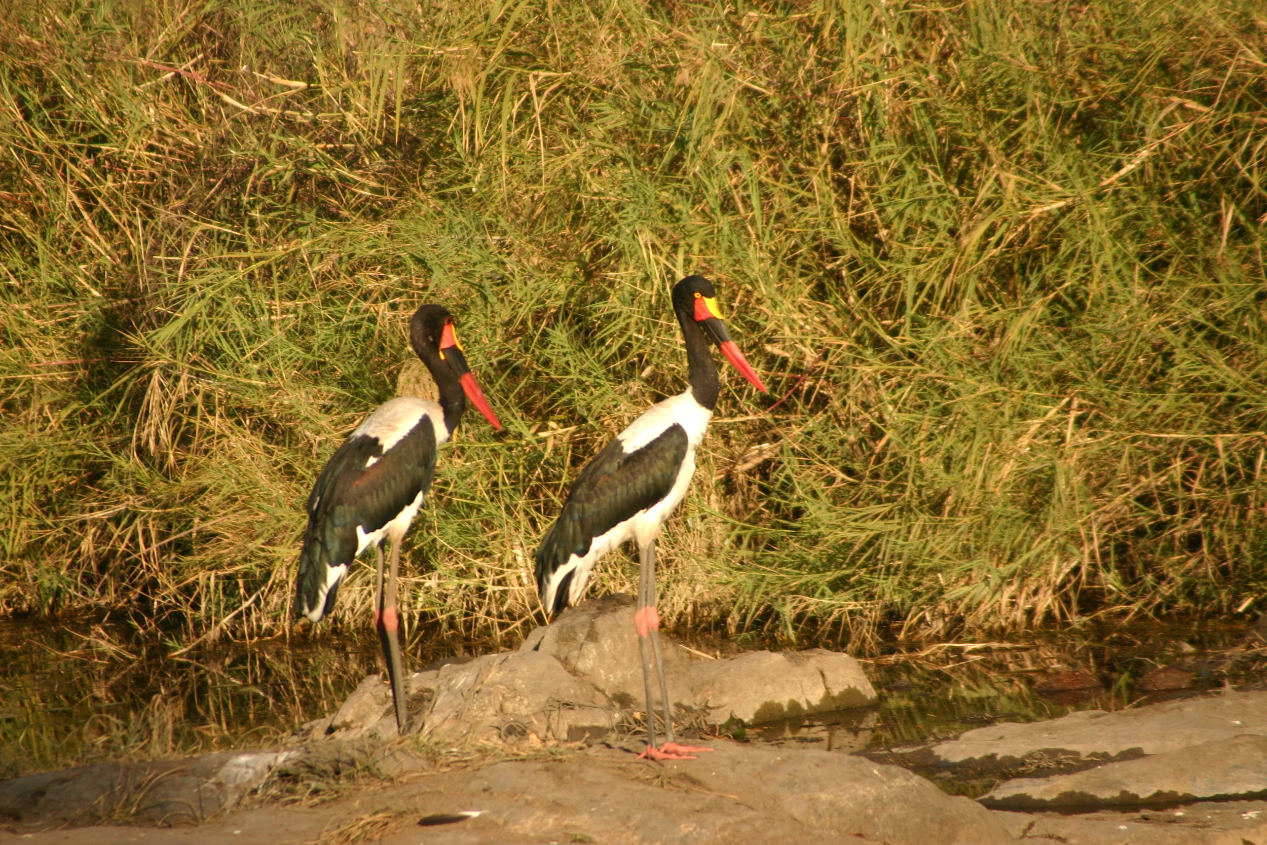 bushlife-website-zuidafrika00039.JPG