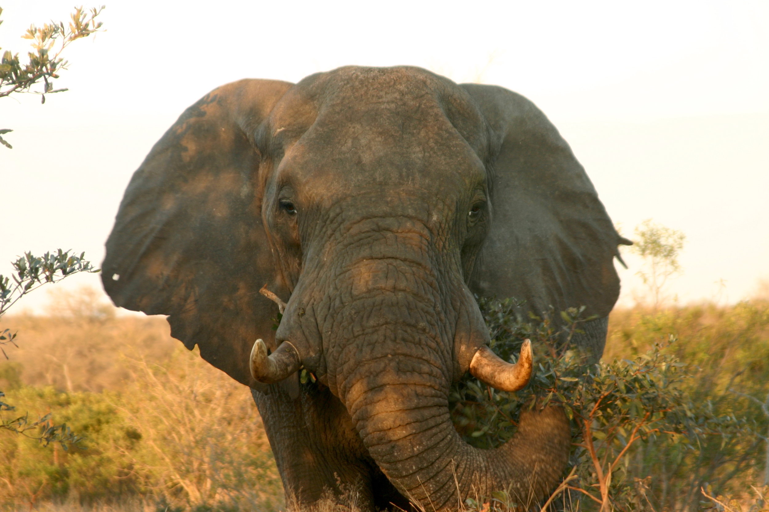 bushlife-website-zuidafrika00035.JPG
