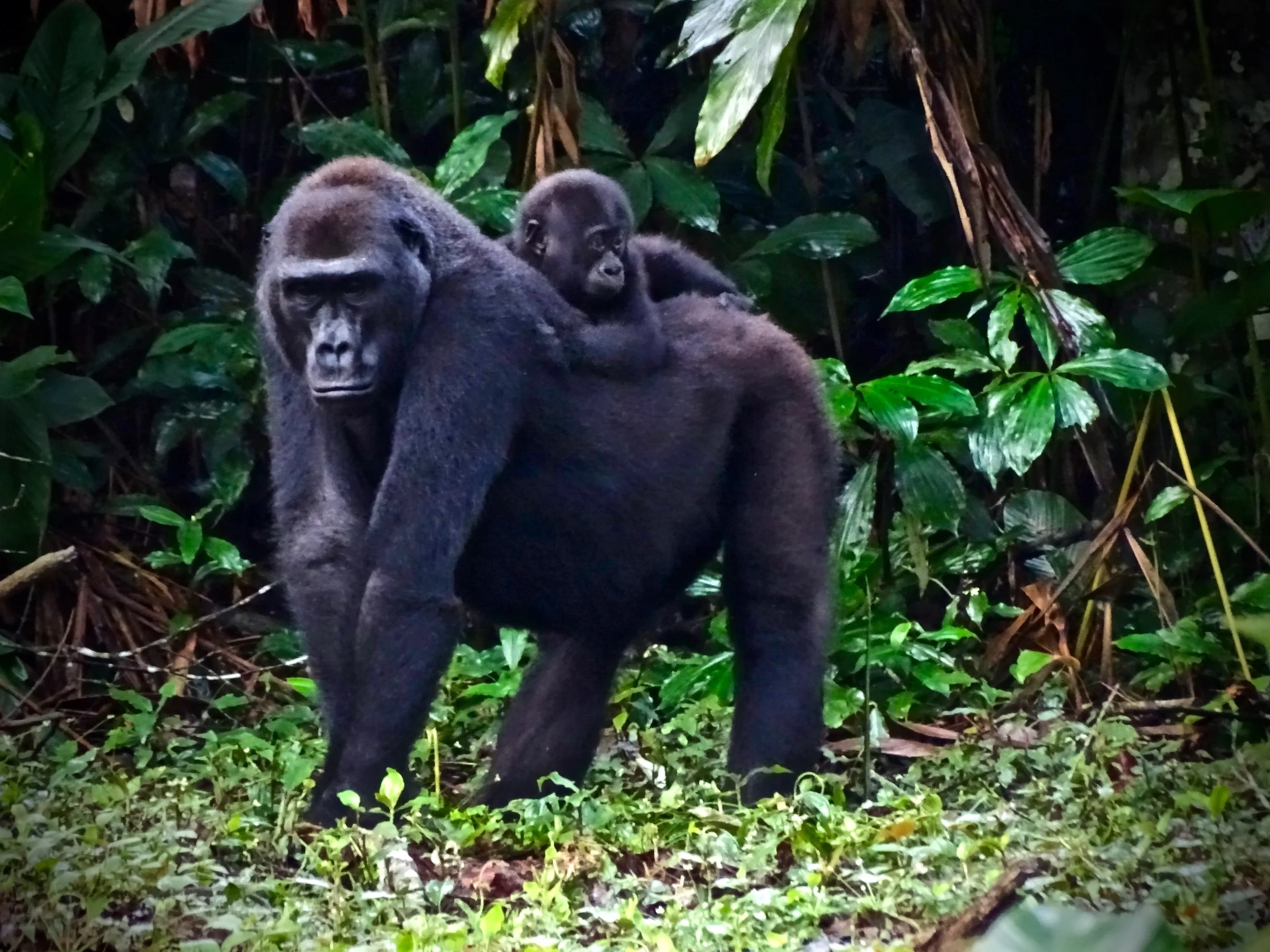 Congo Brazzaville
