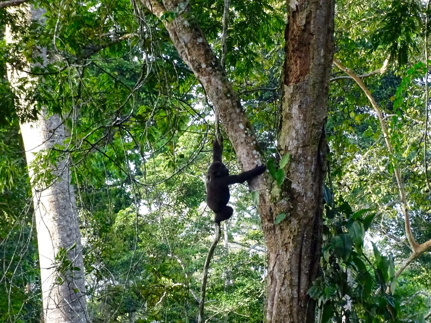 Gorilla Safari
