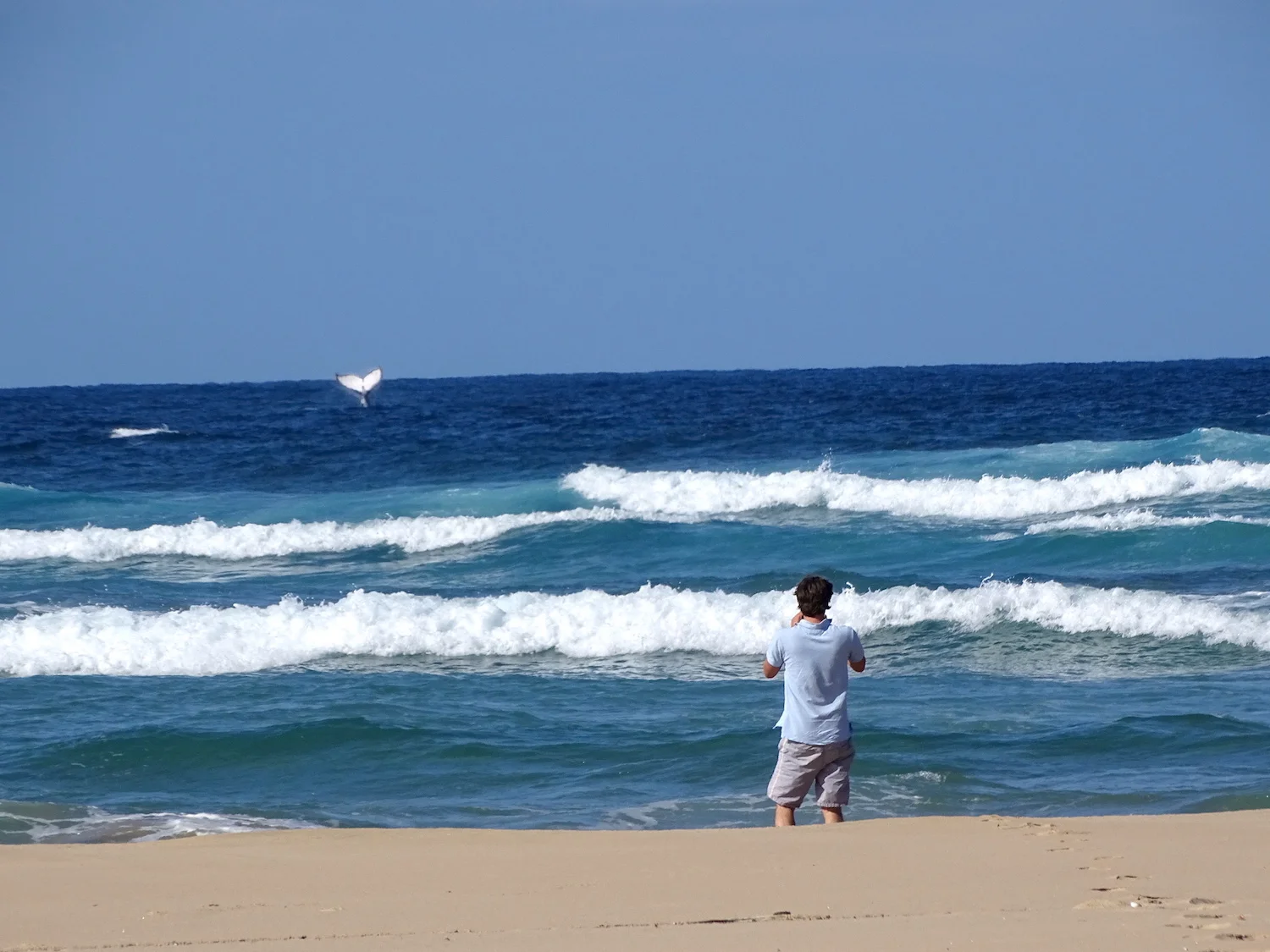 Whale Safari