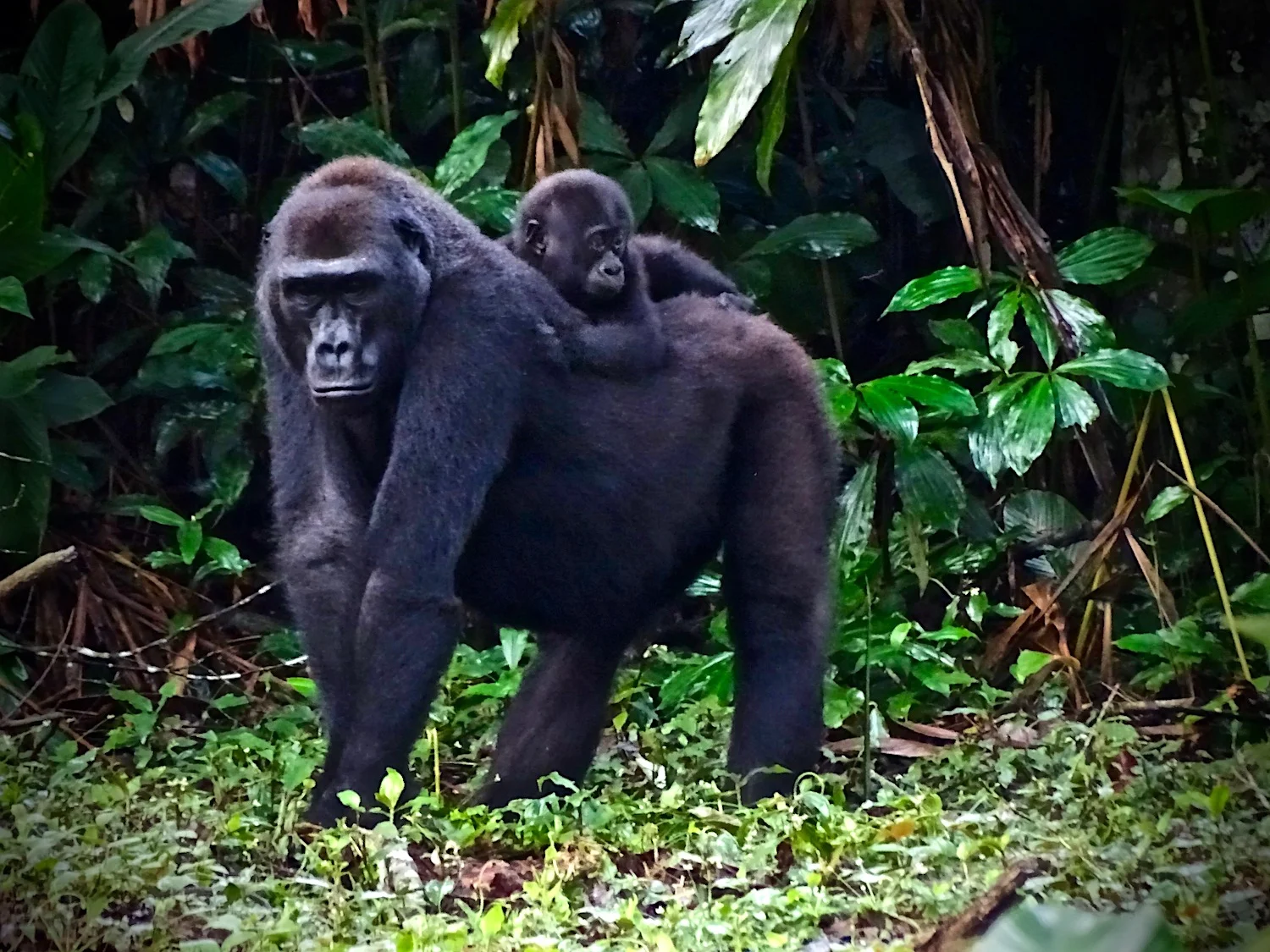 Congo Brazzaville