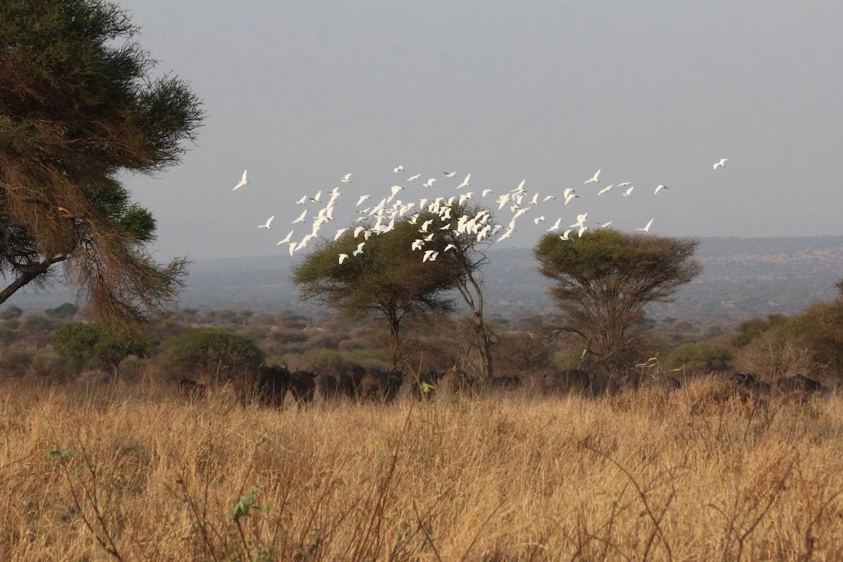 Tanzania_egretsandbusffalo.JPG