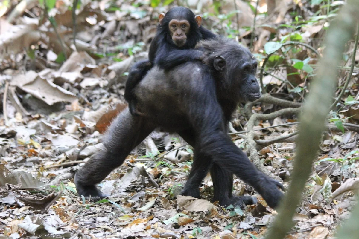 Tanzania _chimpwithyoung.JPG
