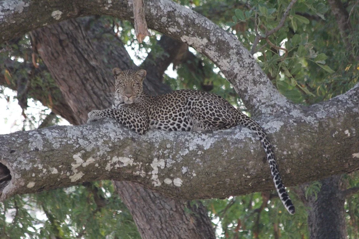 Tanzania_leopard.JPG