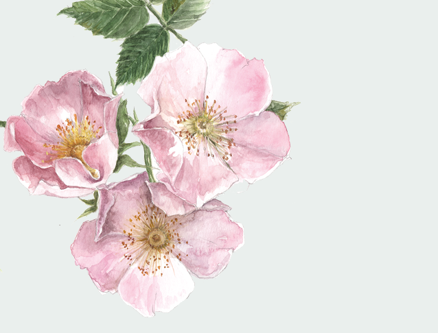 Wild Rose Original Watercolour Illustration for The Empowered Entrepreneur, by Gail Jones of Starkeys Lane.
