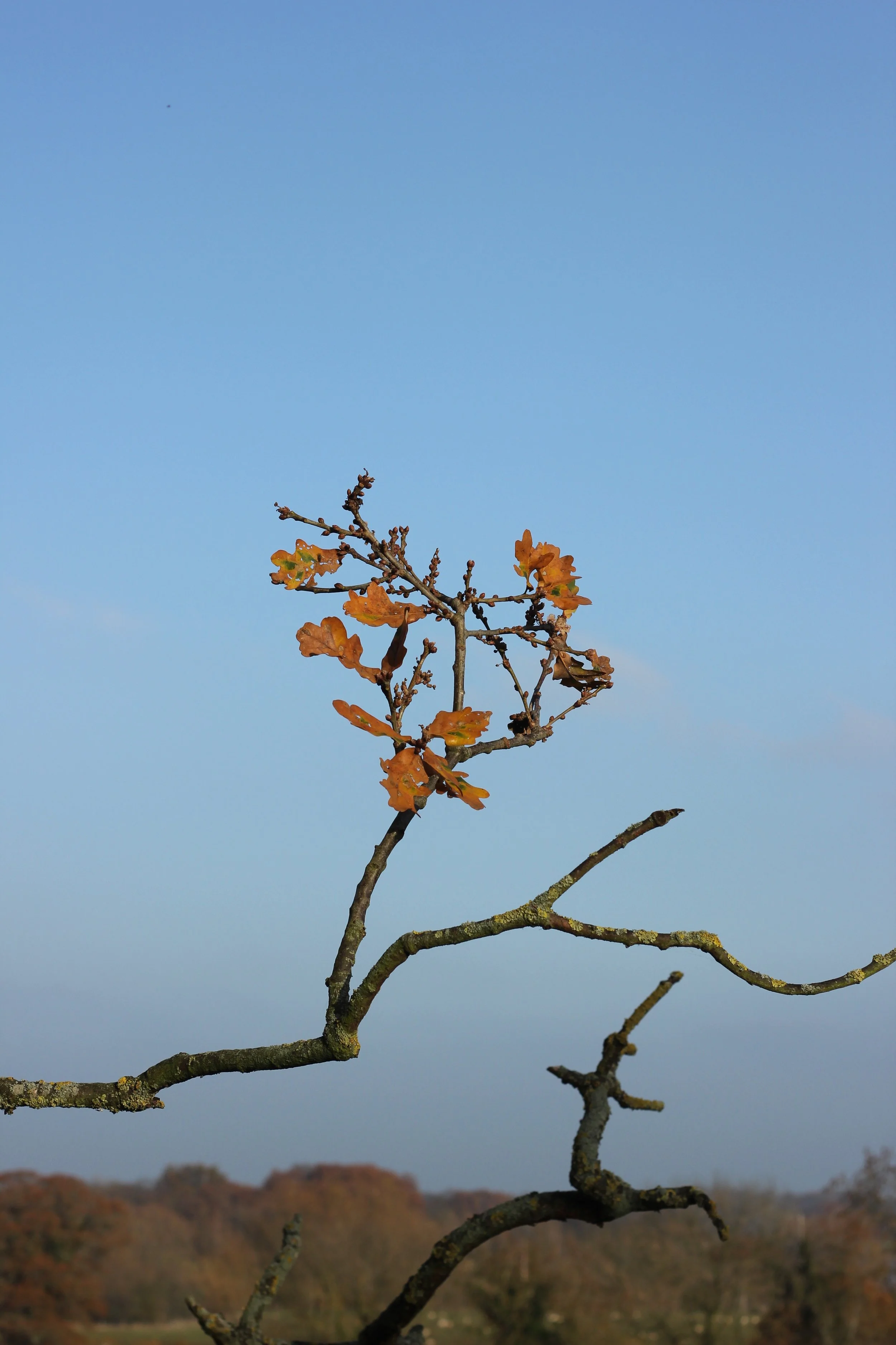 creating space before winter