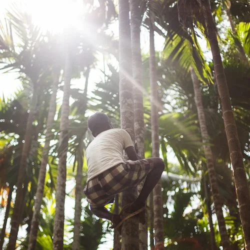 Coconut_main.jpg
