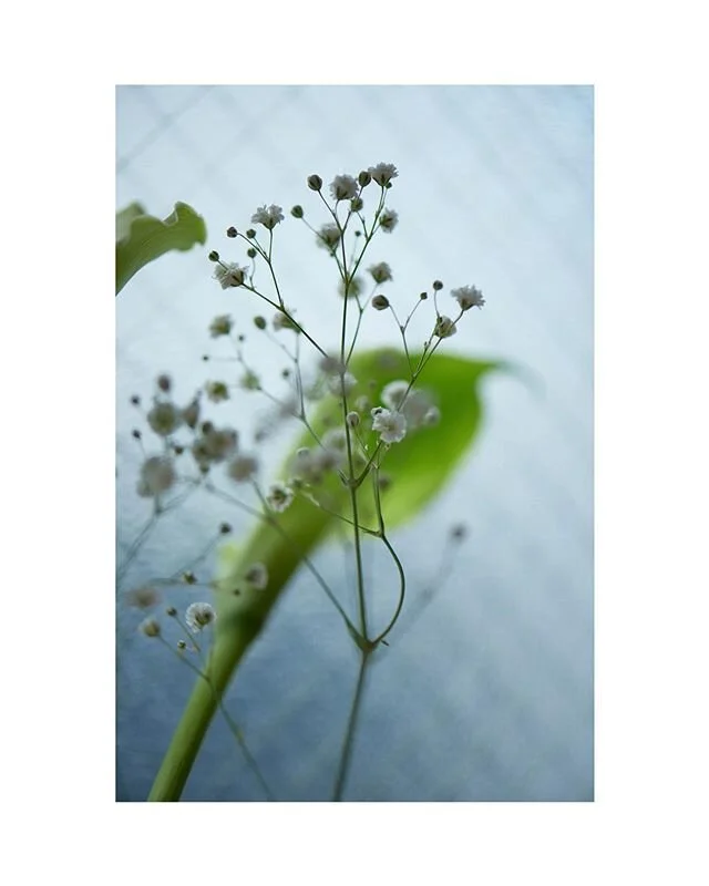 #photography #flowers