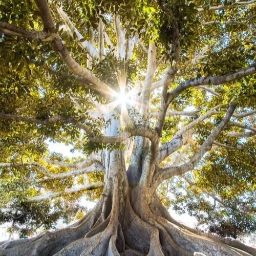 Draw your tree of life workshop in Walthamstow (London E17)