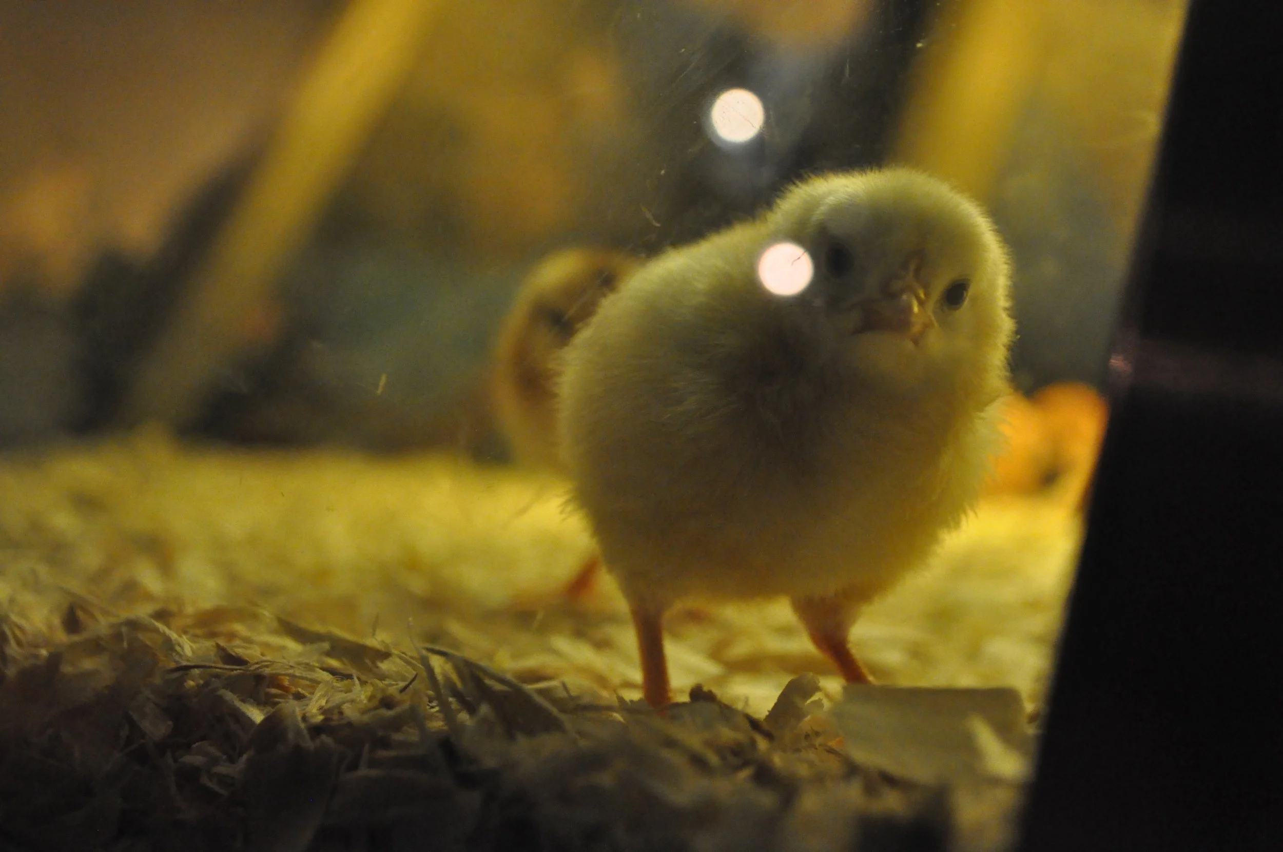 chick.jpg