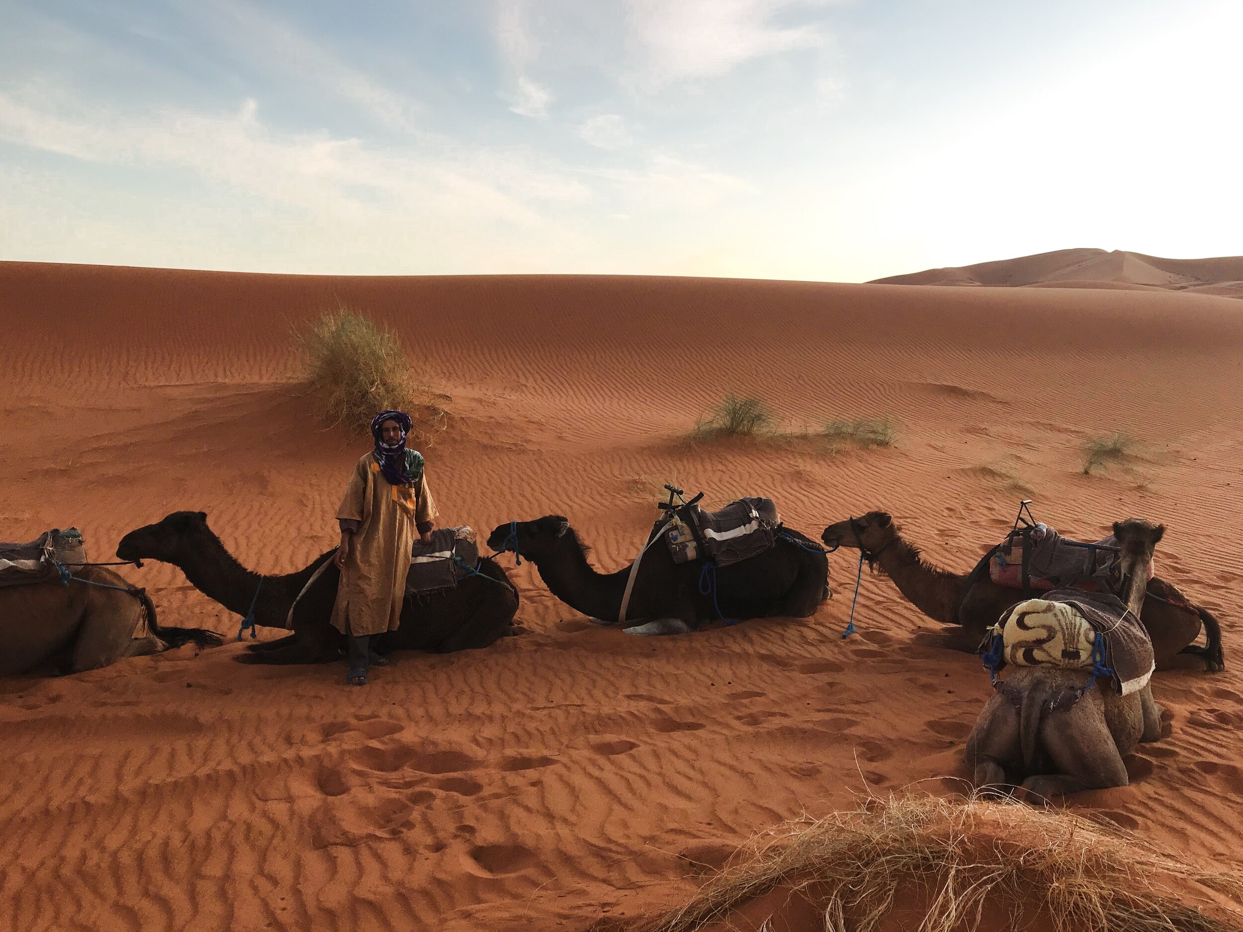 Camels!