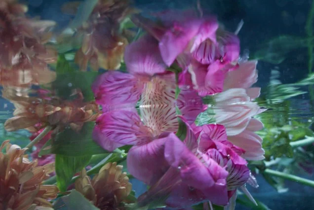 Submerged Garden: 7078